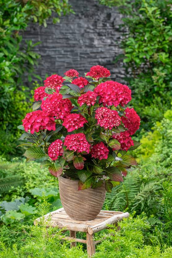 Hydrangea macrophylla 'Red Baron' - Hortensia