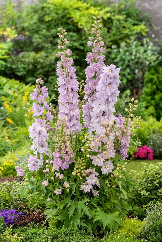 Delphinium 'Magic Fountains Lilac Pink' - ECLOZ - Pied d'alouette