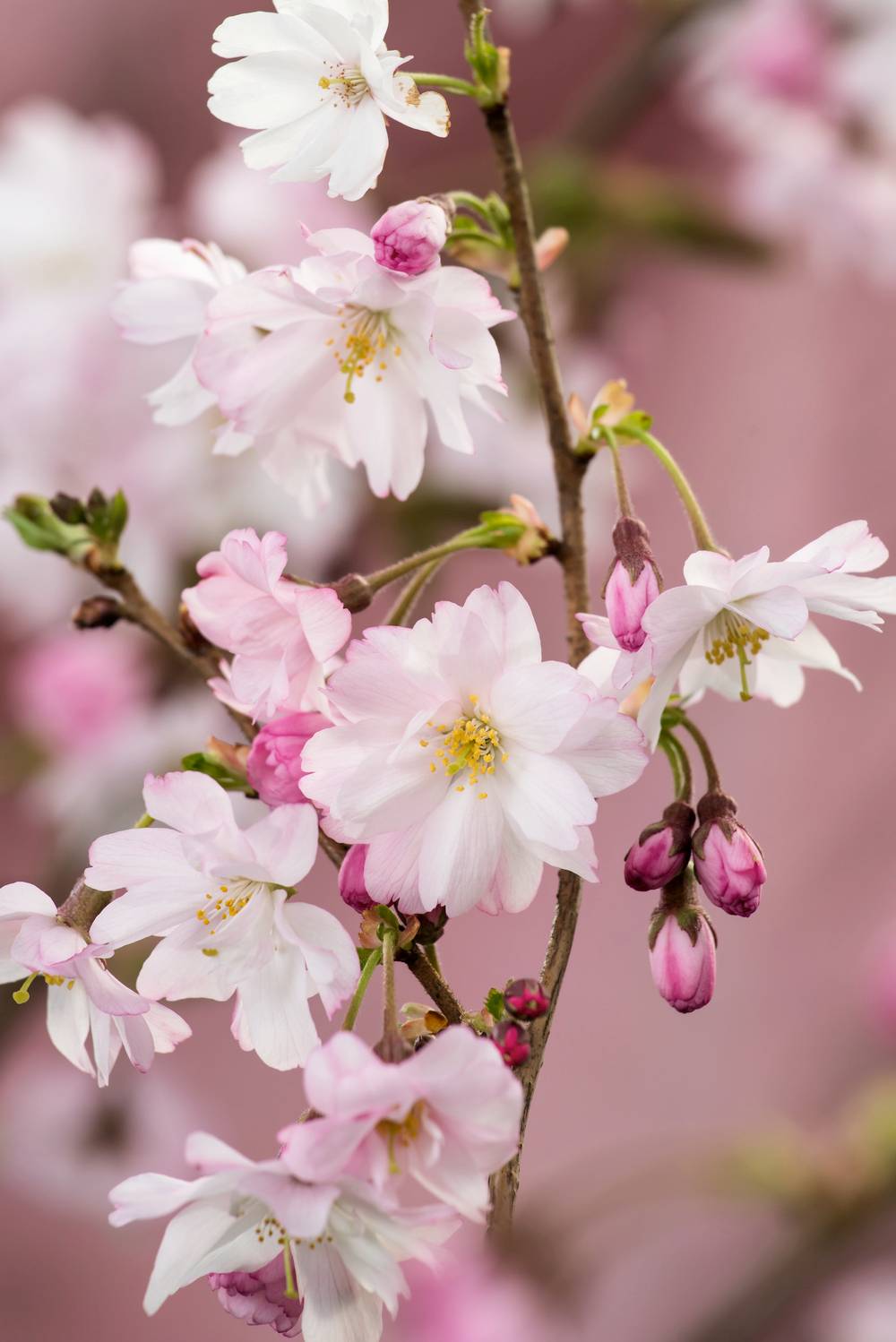 Cerisier à fleurs 'Autumnalis Rosea'