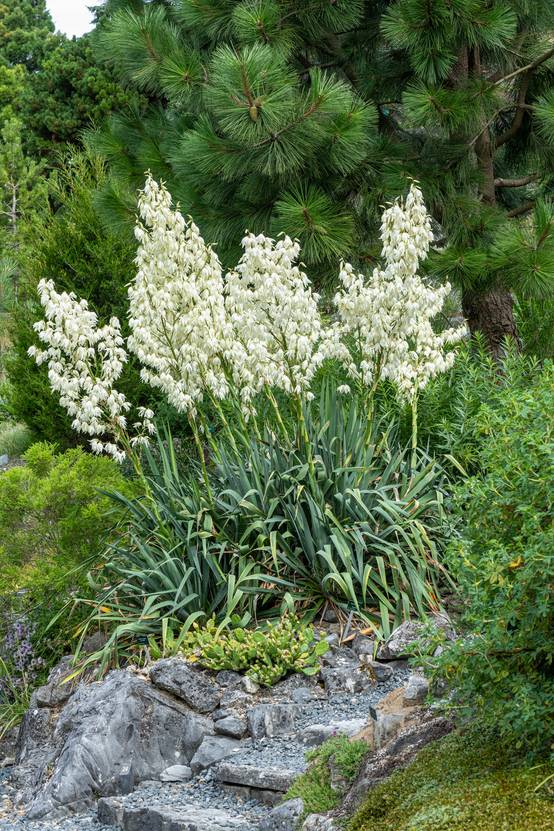 Yucca filamenteux