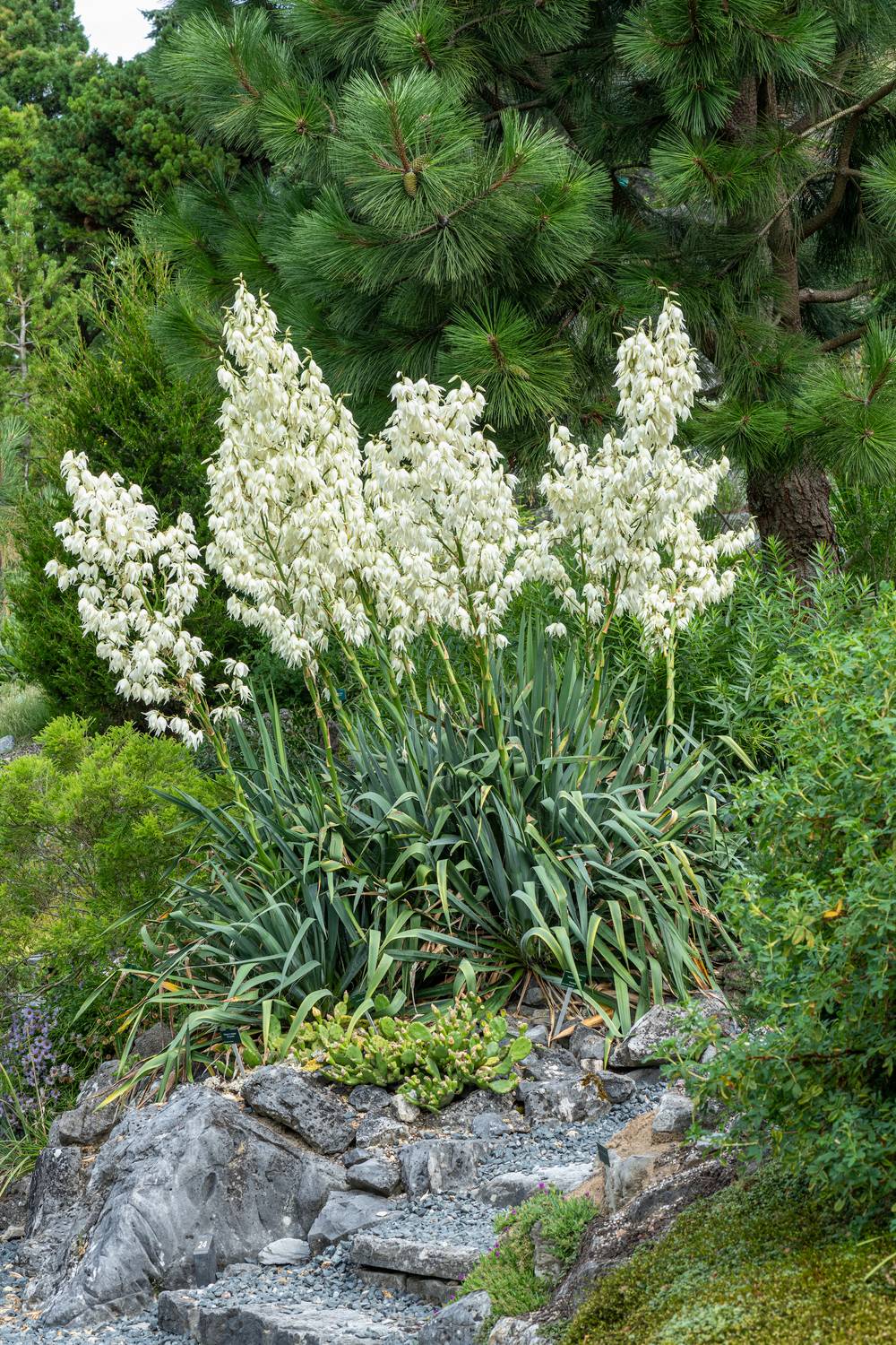 Yucca filamenteux