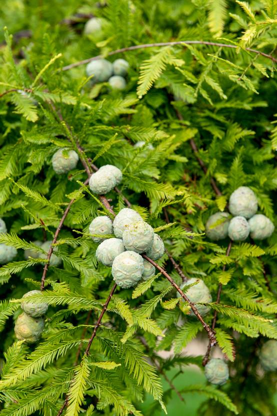 Cyprès chauve