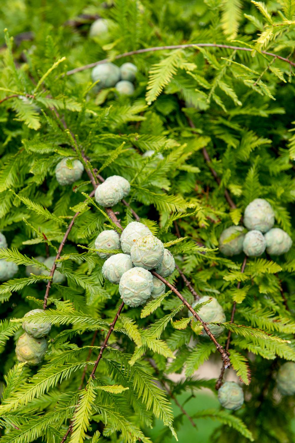Cyprès chauve