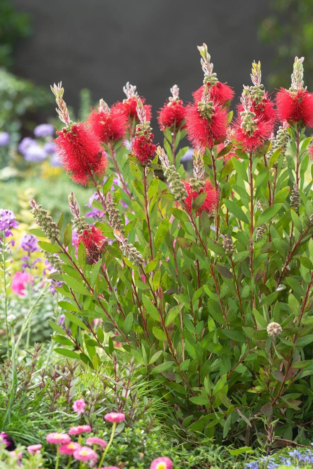 Callistemon rugulosus - Rince-bouteille