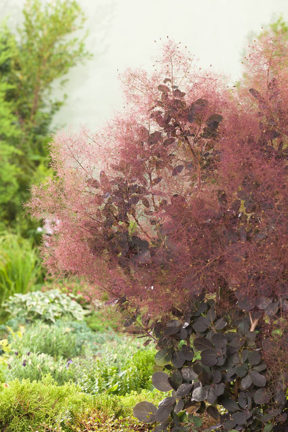 Cotinus coggygria 'Royal Purple' - Arbre à perruques