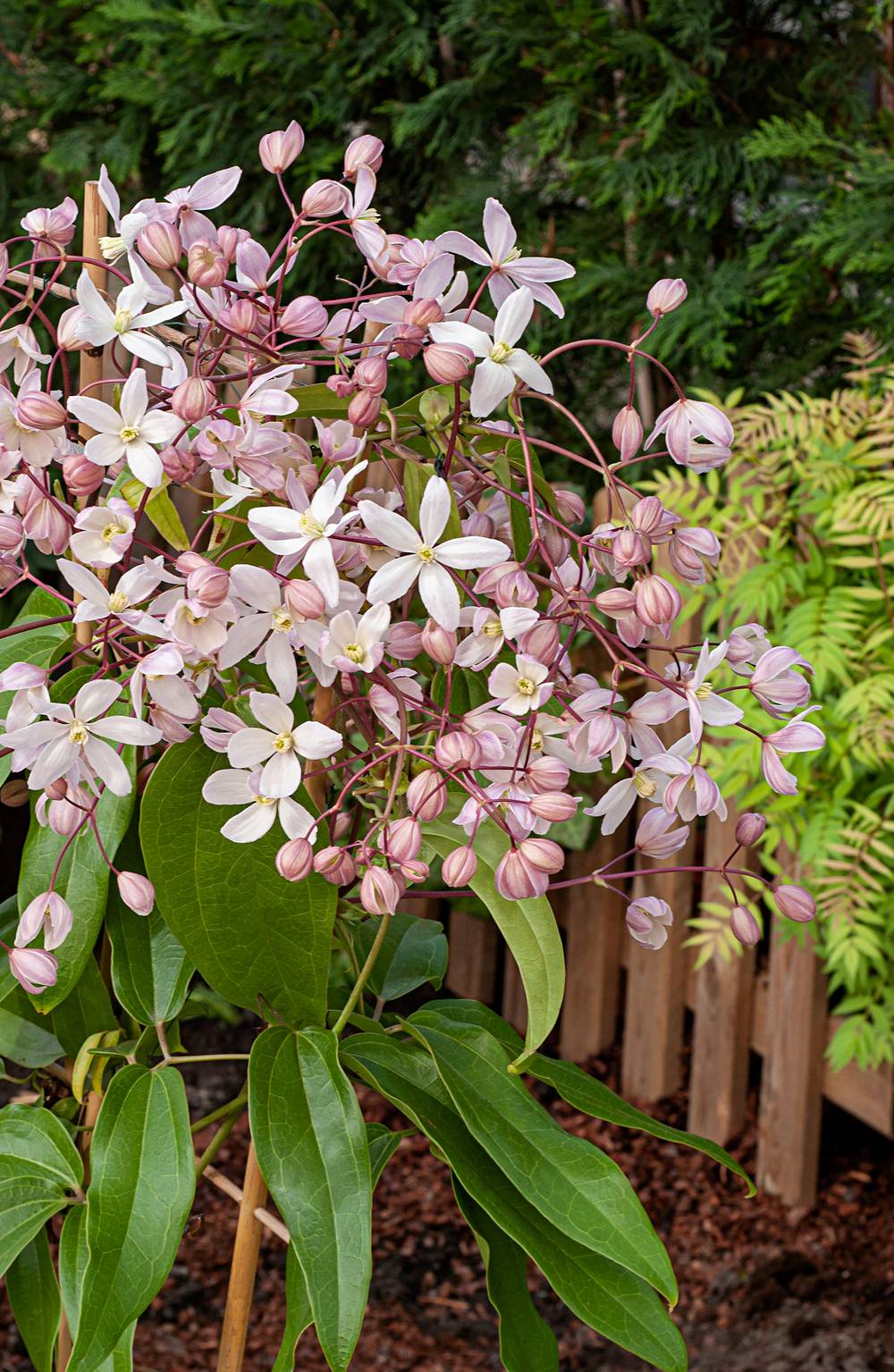 Clématite armandii 'Apple Blossom' - Clematis