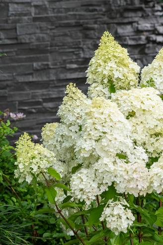 Hydrangea paniculata Phantom - Hortensia