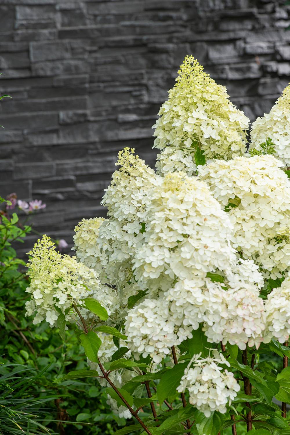 Hydrangea paniculata Phantom - Hortensia