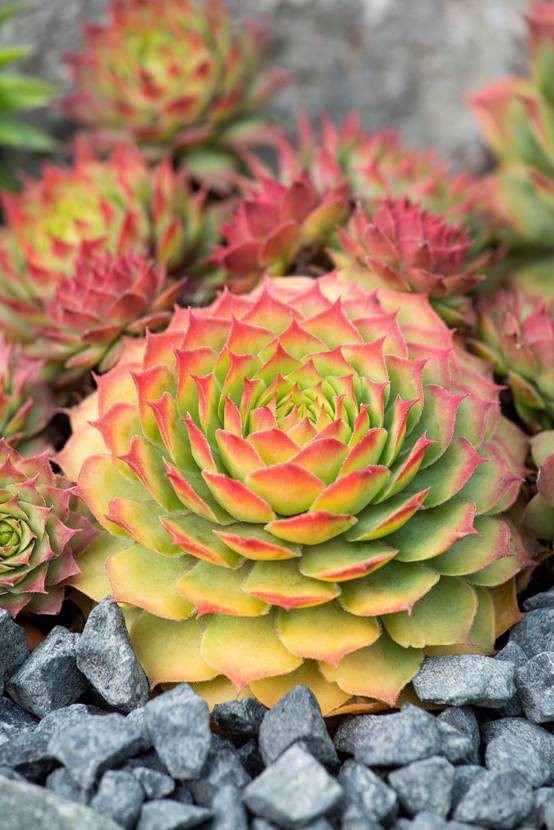 Sempervivum 'Chick Charms Butterscotch Baby' - Théma: les écol'eau - ECLOZ - Joubarde