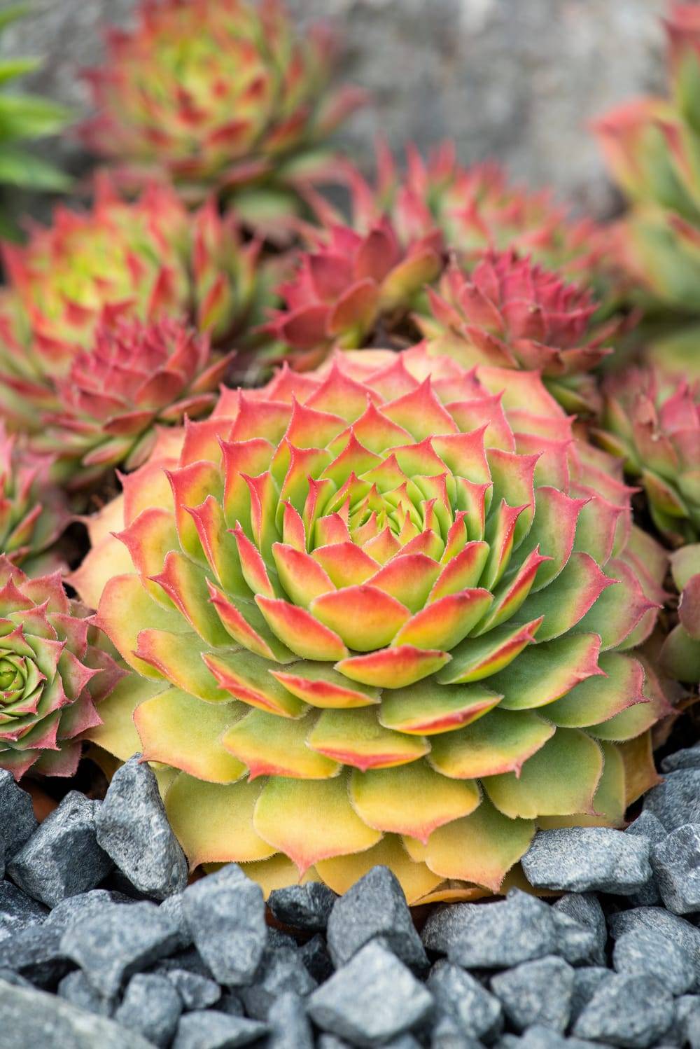 Sempervivum 'Chick Charms Butterscotch Baby' - Théma: les écol'eau - ECLOZ - Joubarde