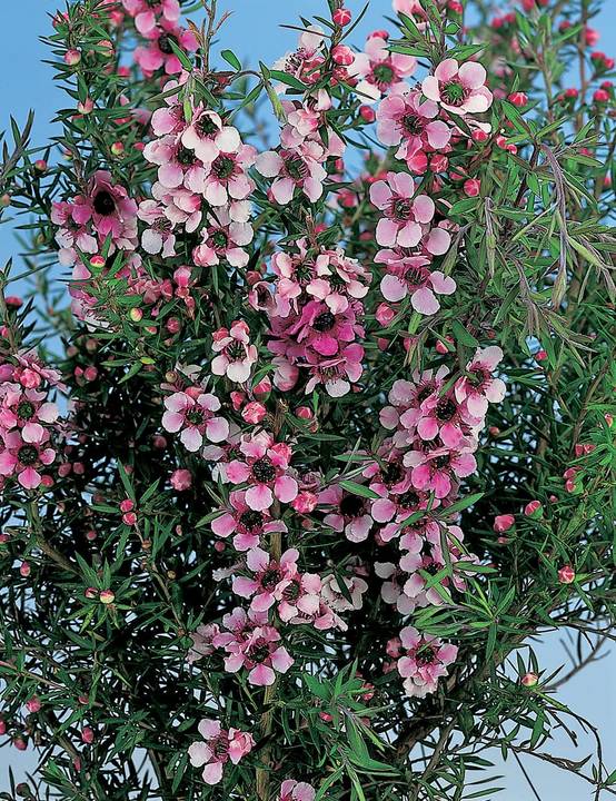 Leptospermum scoparium 'Martini' - Arbre à thé