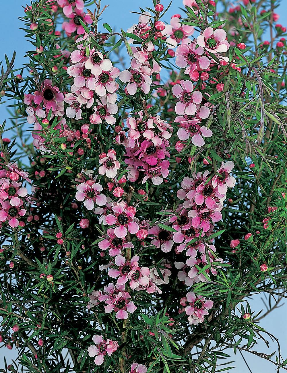 Leptospermum scoparium 'Martini' - Arbre à thé