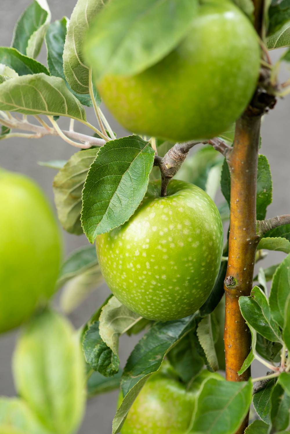 Pommier 'Granny Smith'