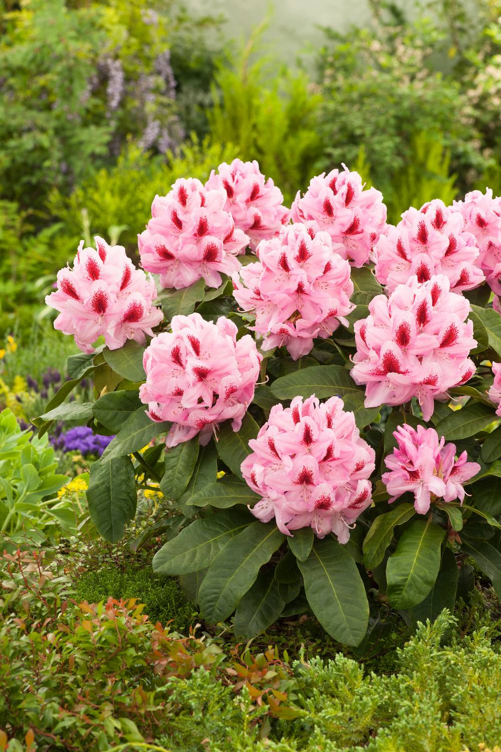 Rhododendron hybride 'Furnivall's Daughter'