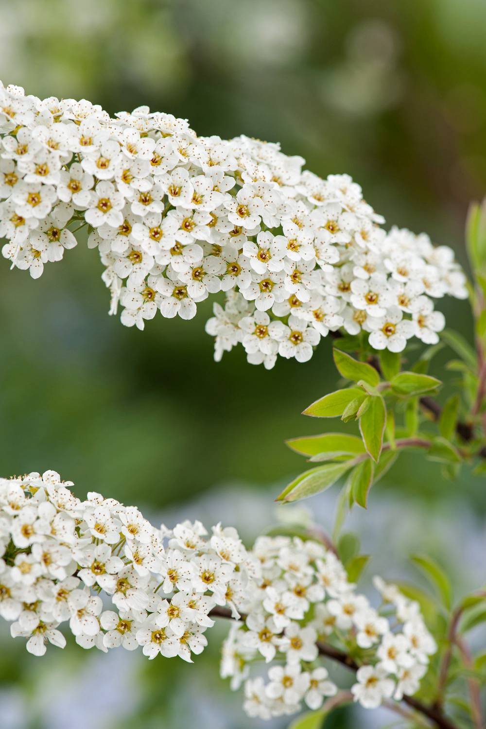 Spiraea cinerea 'Grefsheim' - Spirée
