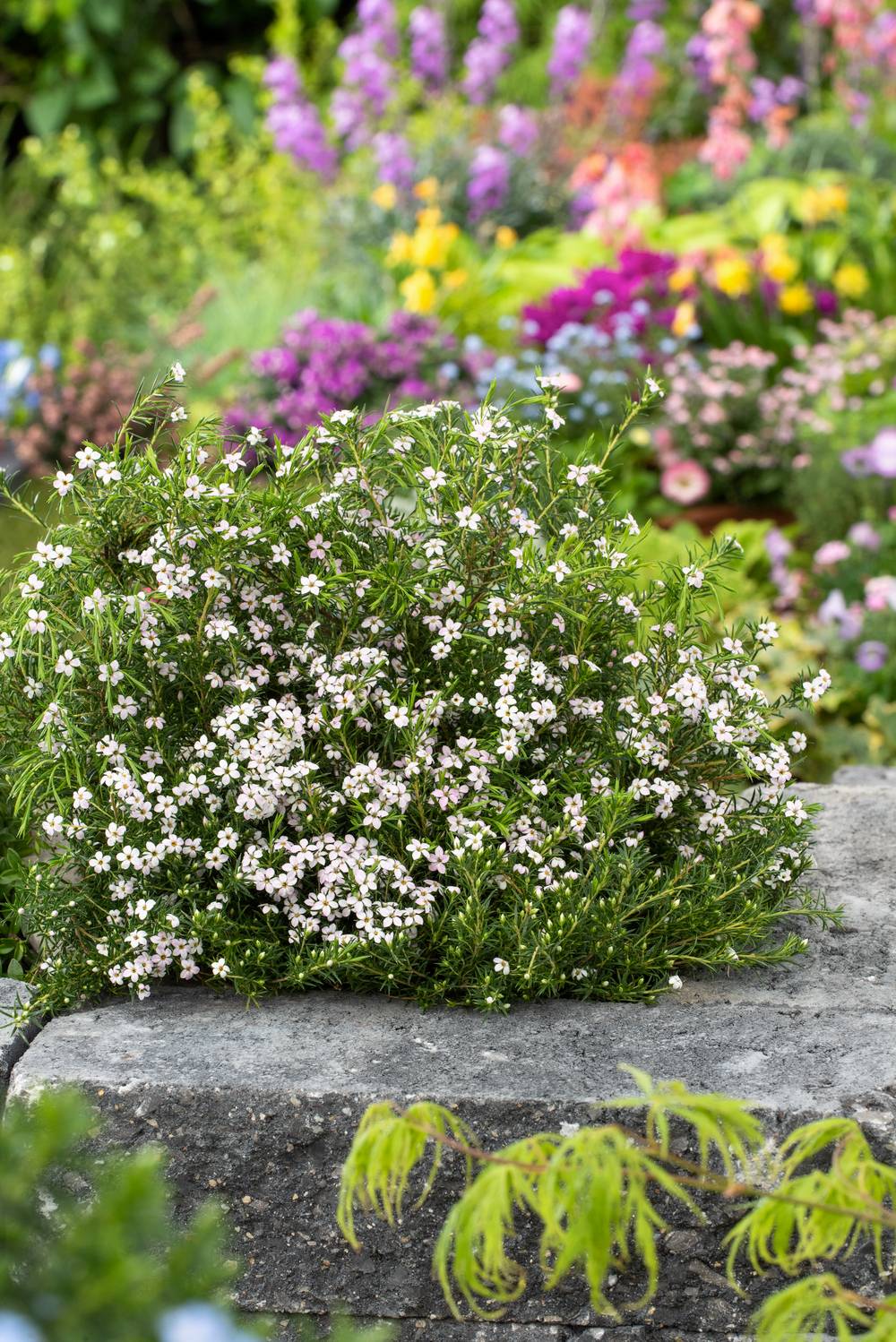 Diosma hirsuta 'Pink Fountain' - Plante du pêcheur