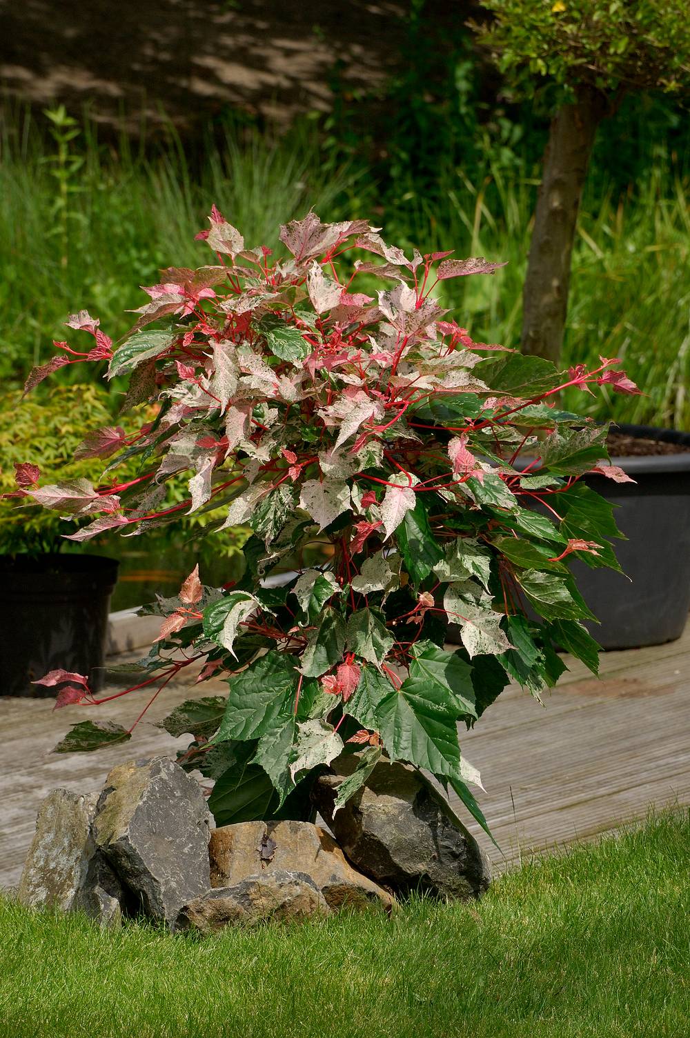 Acer conspicuum 'Red Flamingo' - Érable