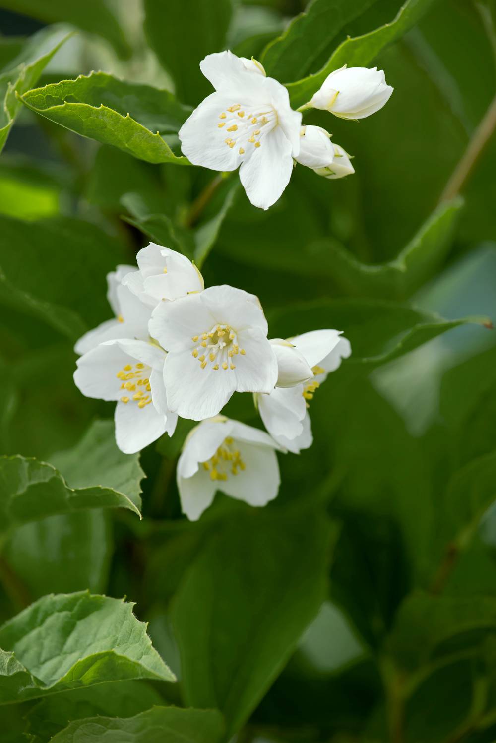 Philadelphus coronarius - Seringat des jardins