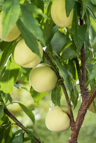 Pêcher nain 'Ice Peach'®