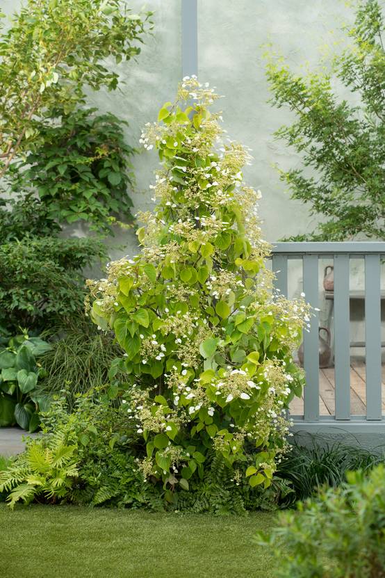 Schizophragma Hydrangeoides