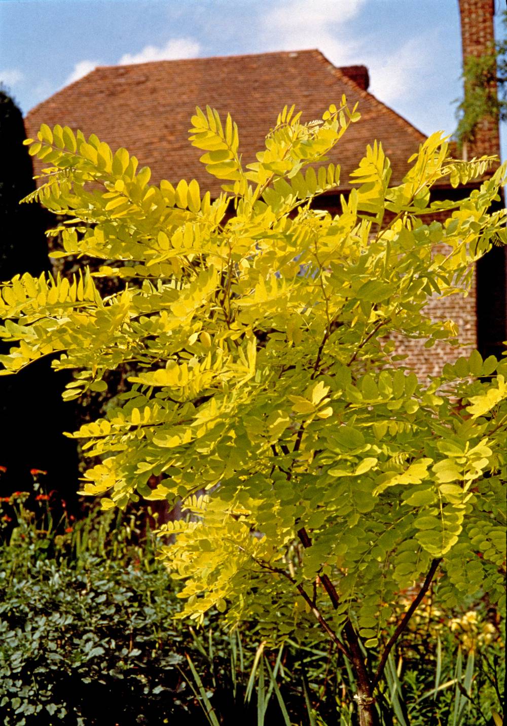 Robinia pseudoacacia 'Frisia' - Robinier faux-acacia