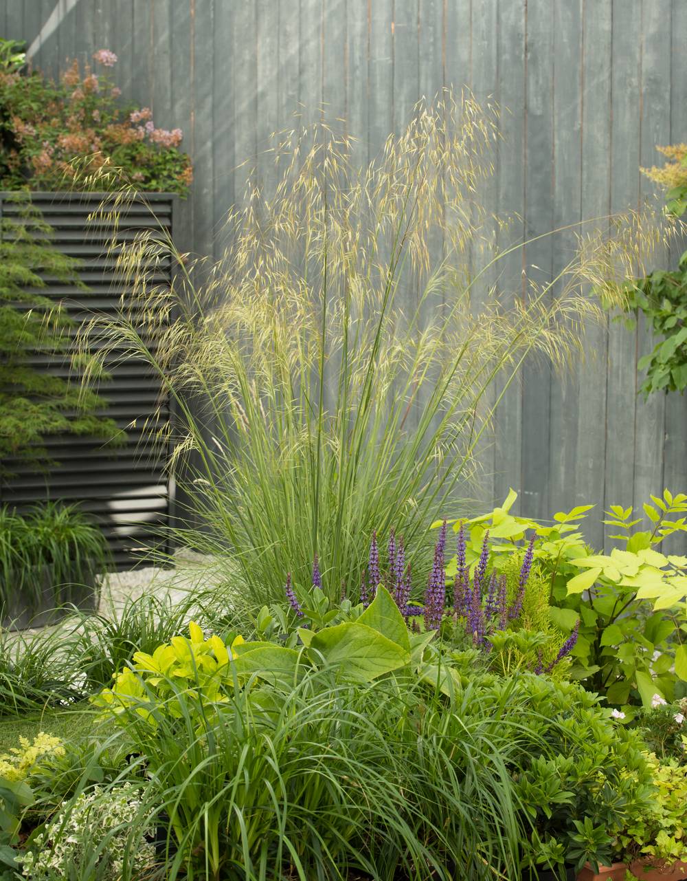 STIPA gigantea en pot de 4 litres
