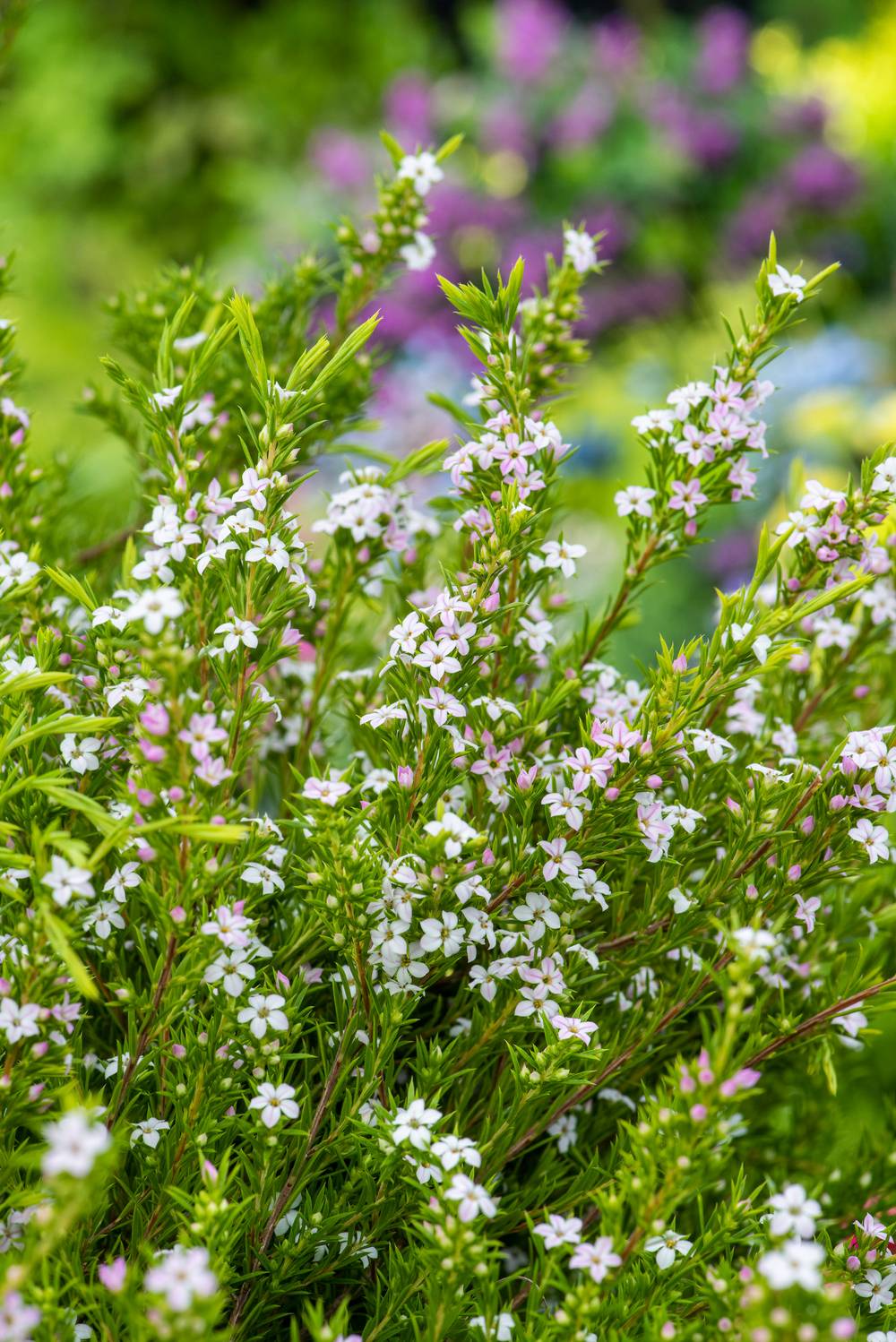 Diosma hirsuta 'Sunset Gold' - Plante du pêcheur
