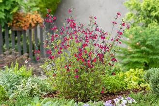 Salvia greggii 'Cherry Lips' - Sauge arbustive