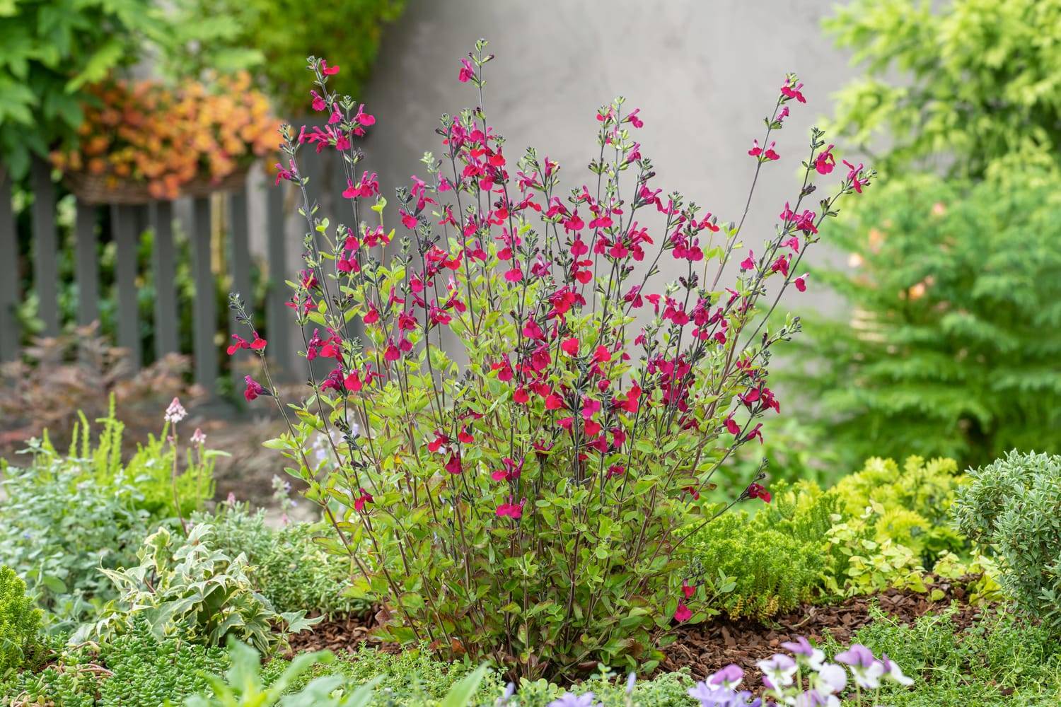 Salvia greggii 'Cherry Lips' - Sauge arbustive