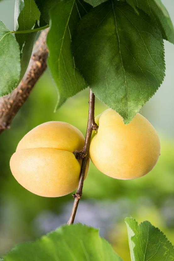 Abricotier 'Bergeron'