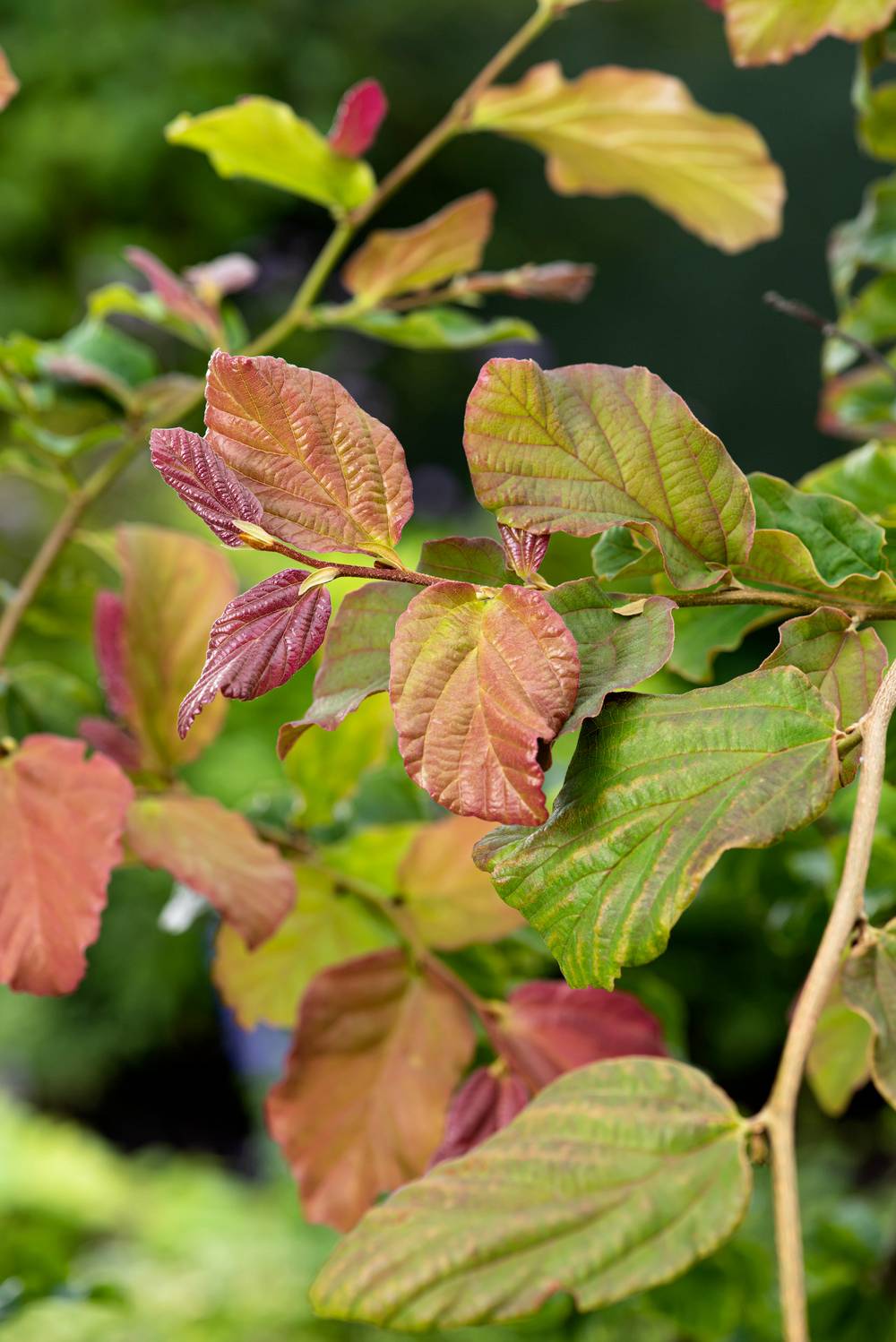 PARROTIA persica - Arbre de fer de Perse
