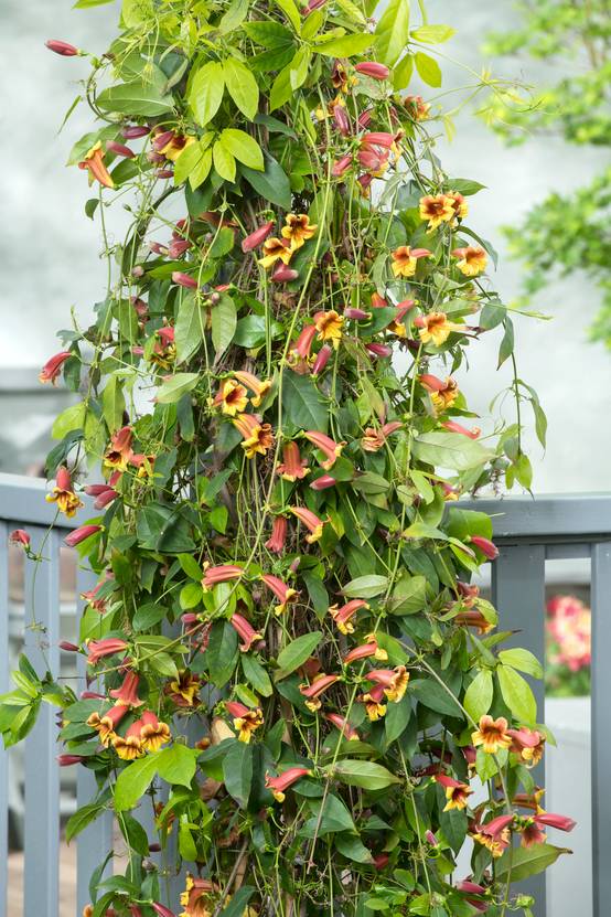 Bignonia capreolata - Bigogne à vrilles