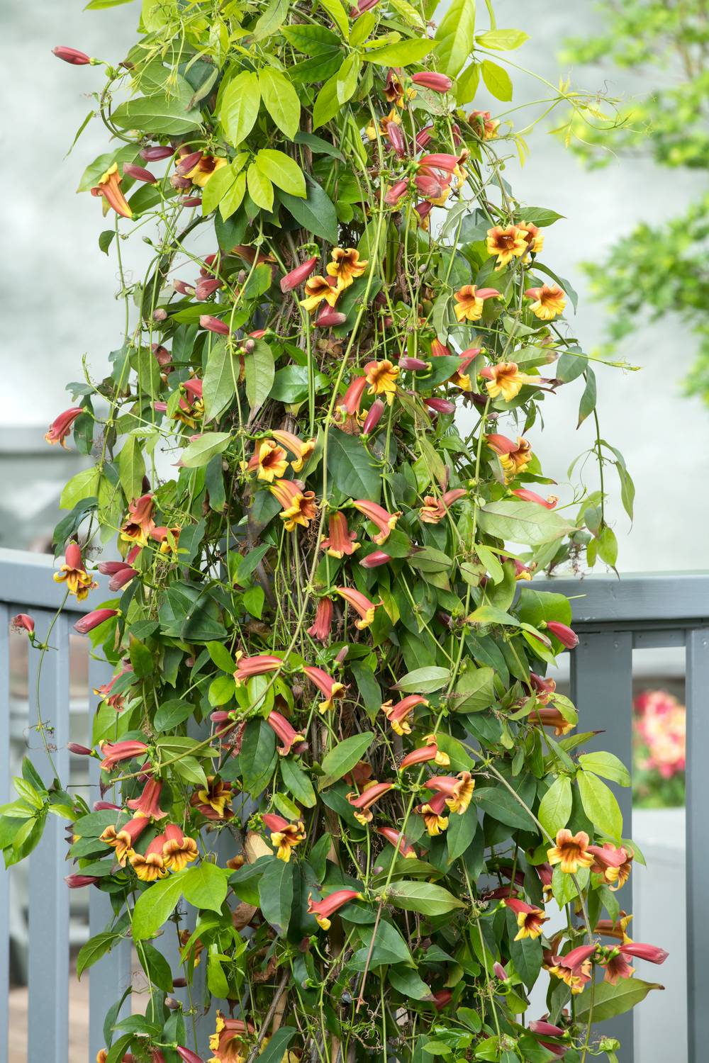 Bignonia capreolata - Bigogne à vrilles