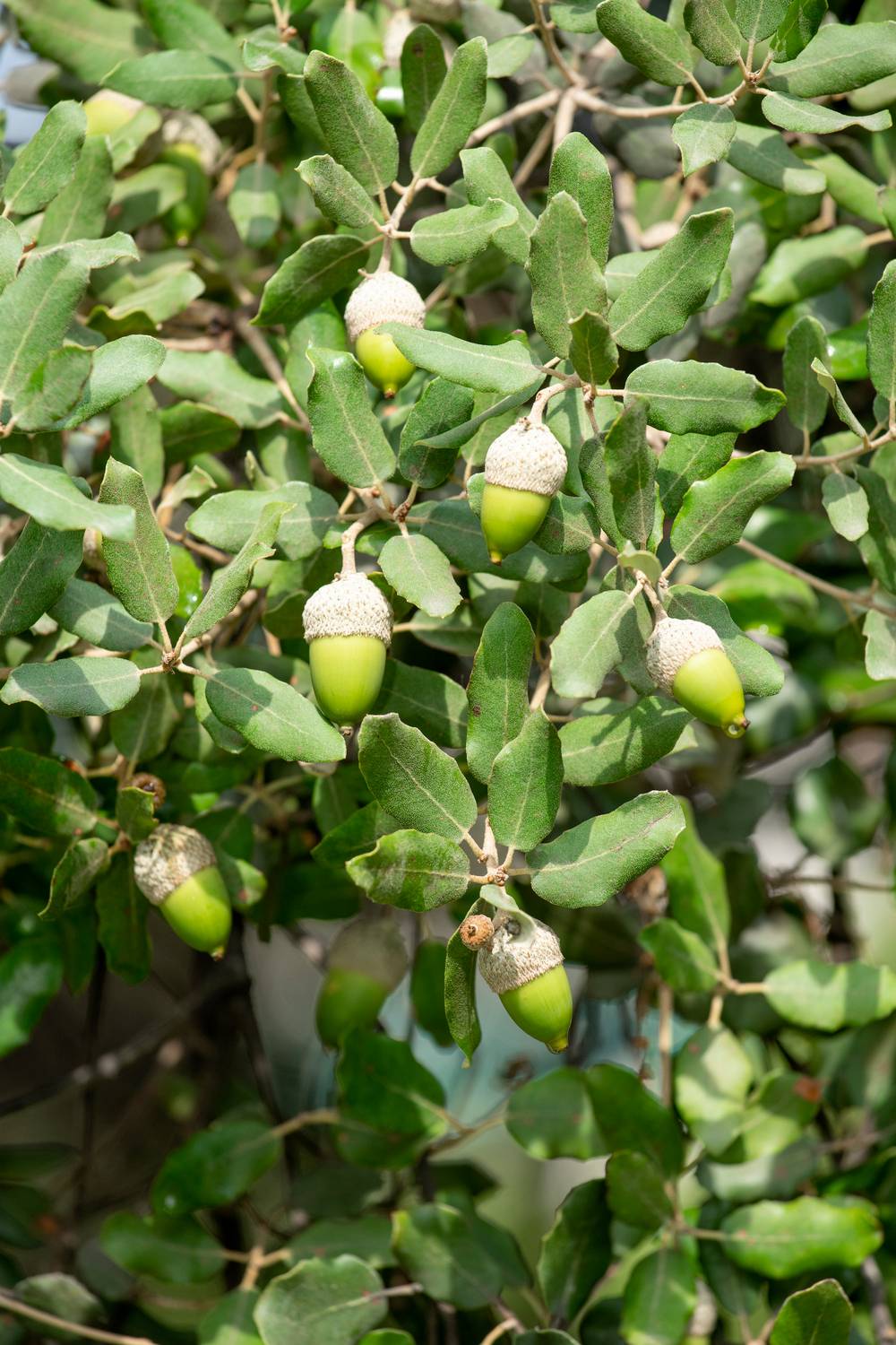 Quercus ilex - Chêne vert