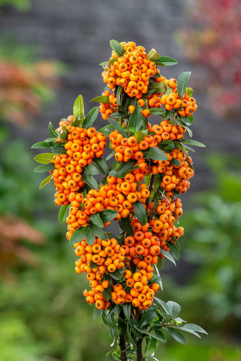 Pyracantha 'Saphyr Orange'® - Buisson ardent