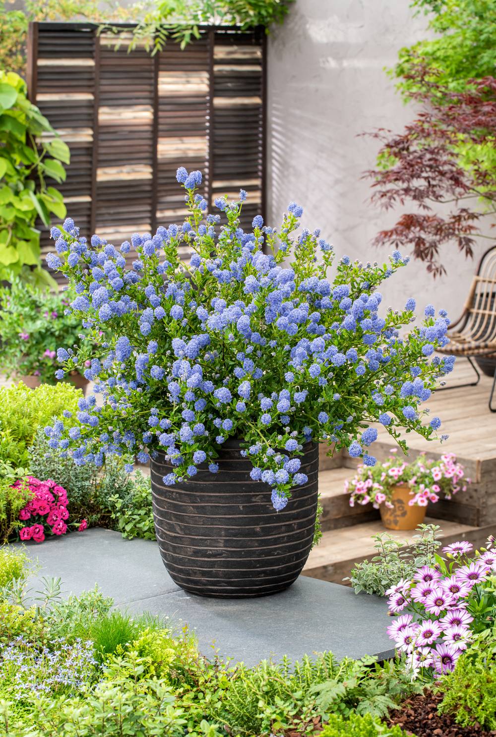 Ceanothus impressus 'Victoria' - Céanothe (Lilas de Californie)