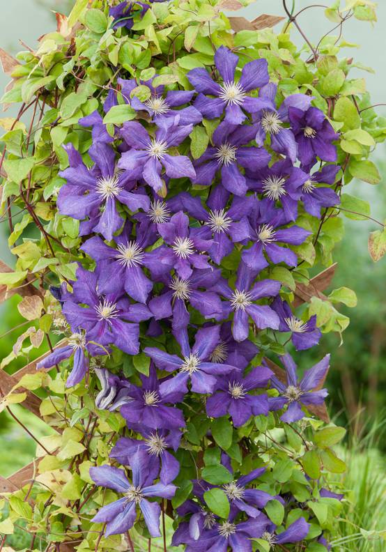 Clématite 'Luther Burbanck' - Clematis