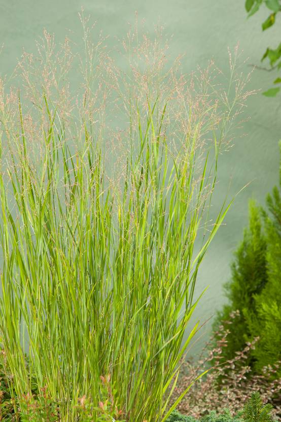 Panicum virgatum 'Heavy Metal' - Graminée Panic érigé