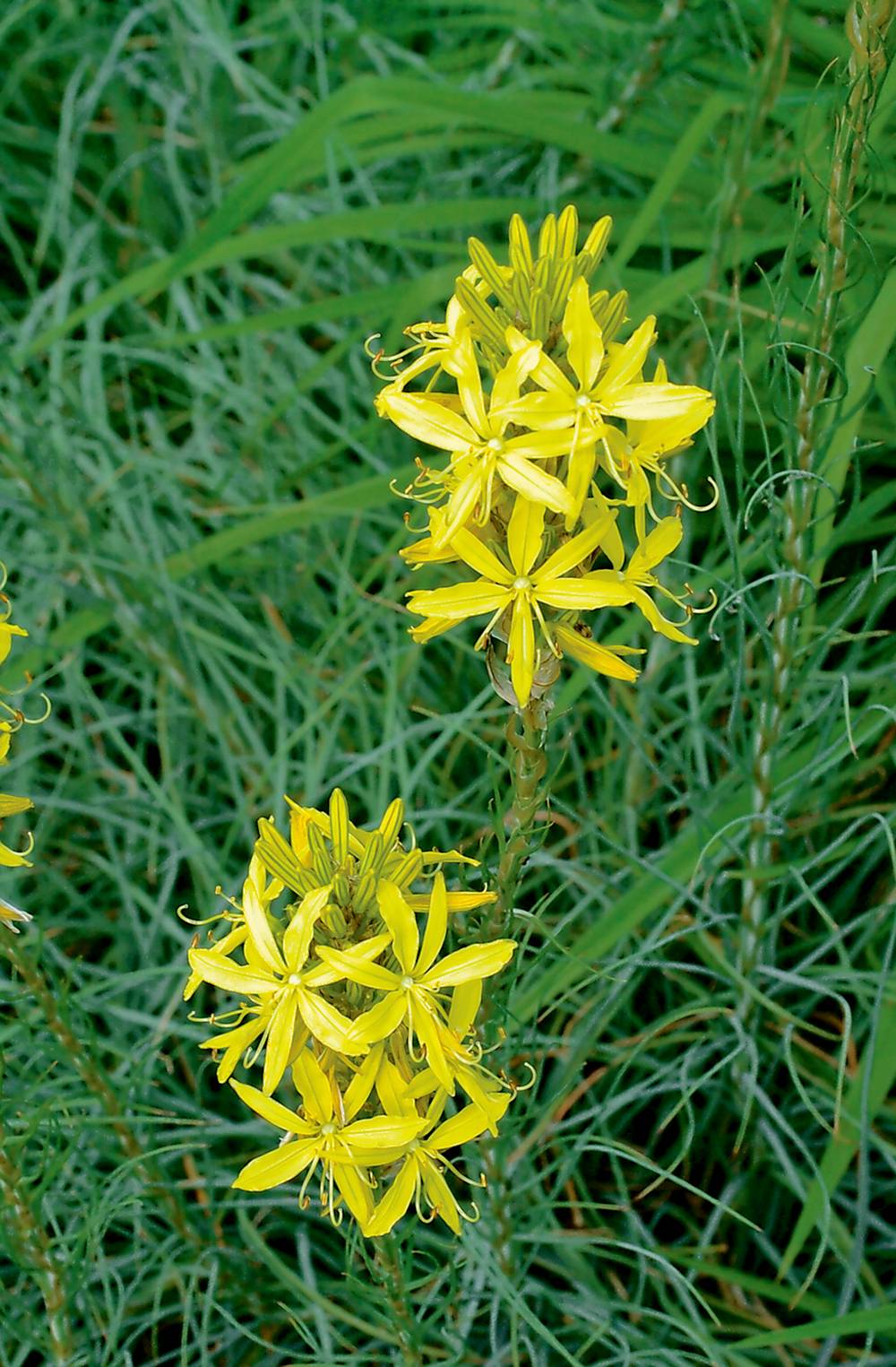 Asphodeline lutea - Bâton de Jacob