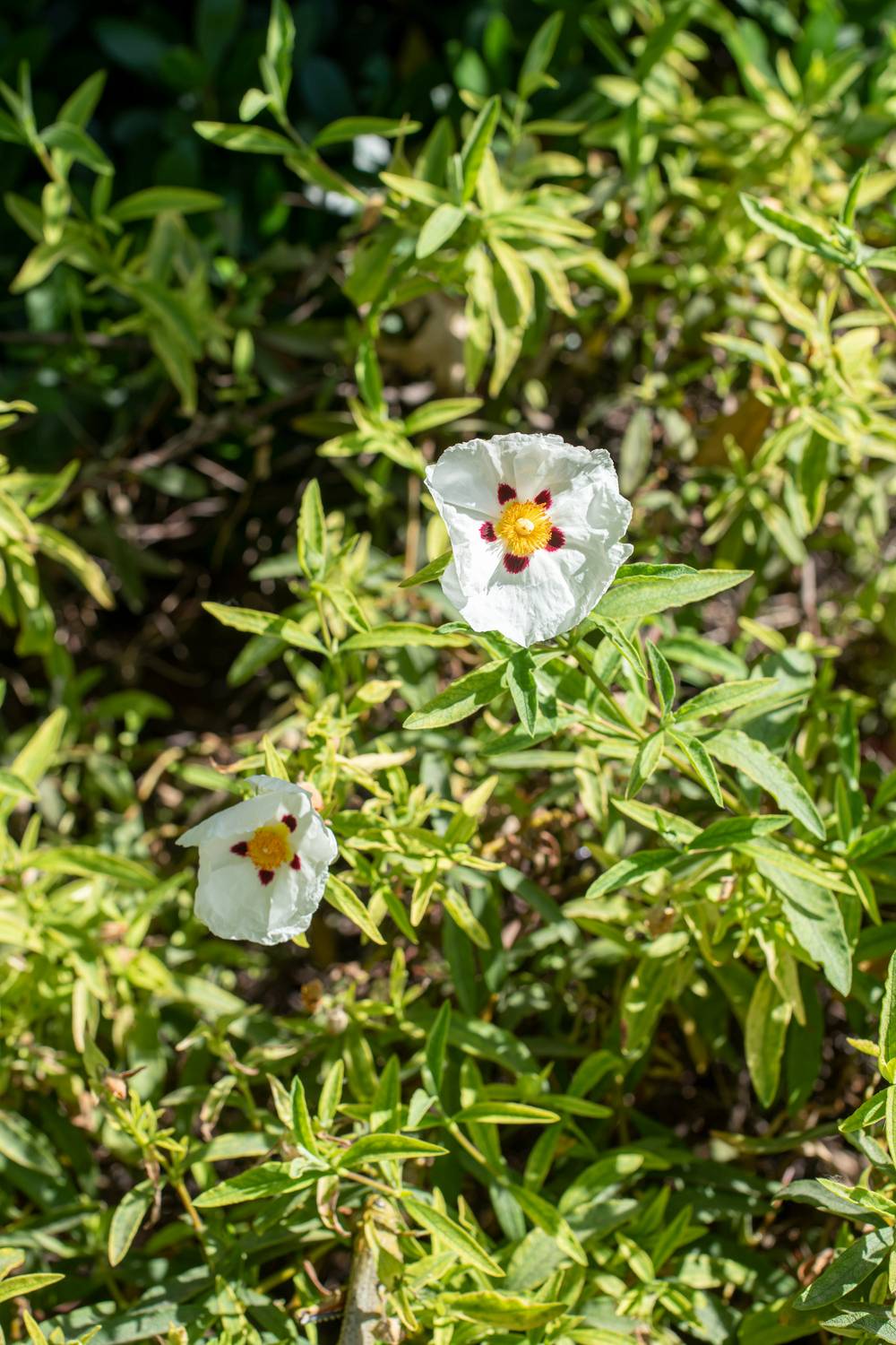 Cistus florentinus - Ciste