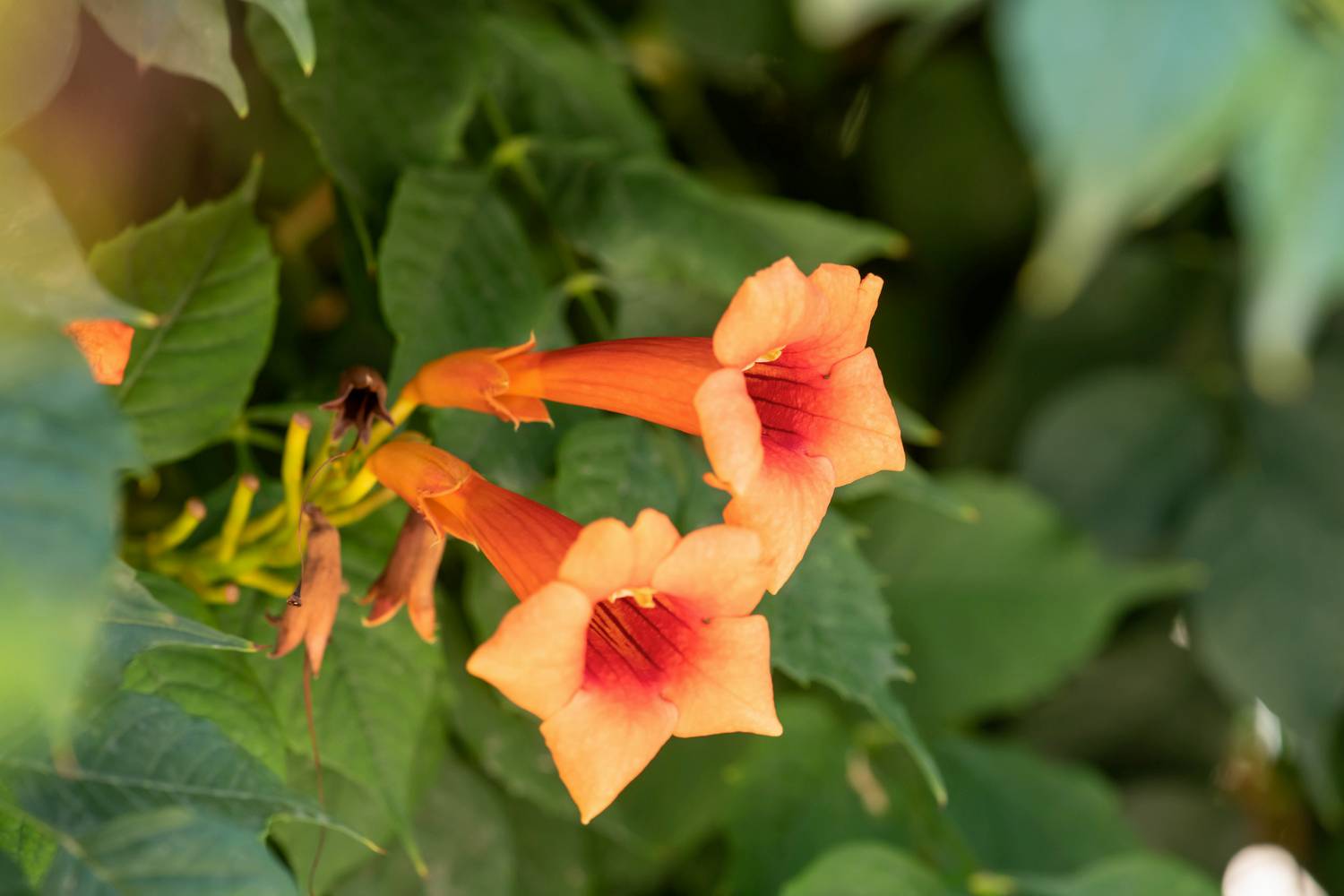 Campsis radicans- Bignogne