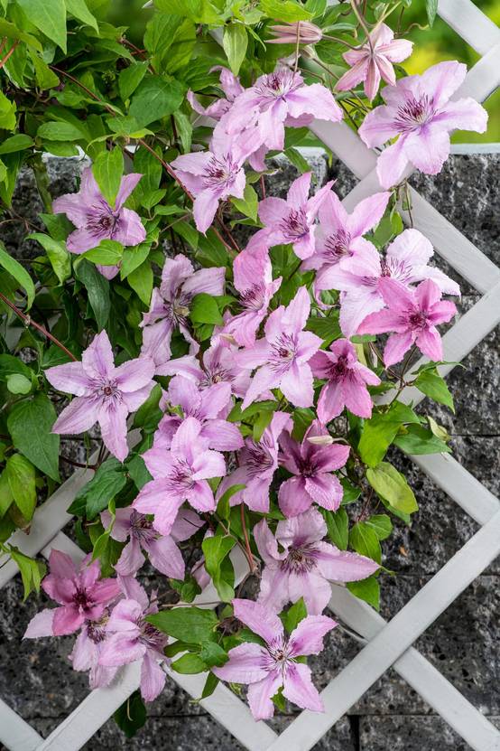 Clématite 'Hagley Hybrid' - Clematis