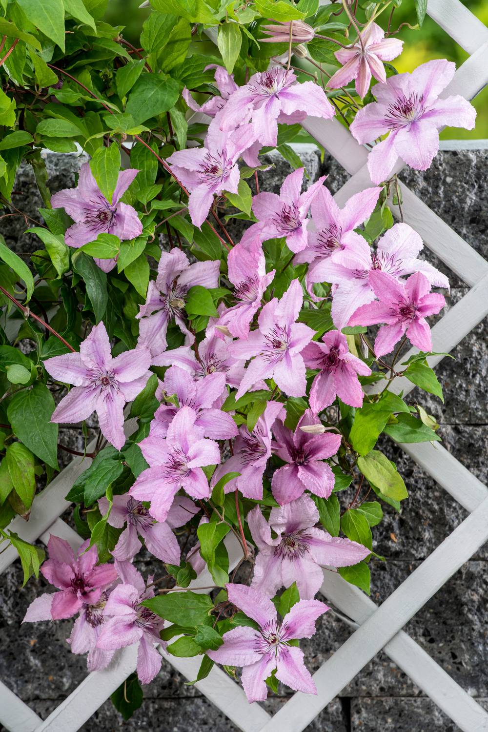Clématite 'Hagley Hybrid' - Clematis