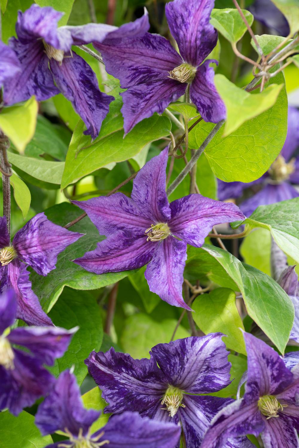 Clématite 'Tie Dye' - Clematis