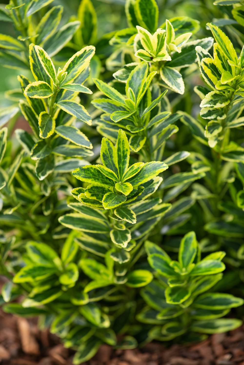 Euonymus japonicus 'Microphyllus' - Fusain du Japon
