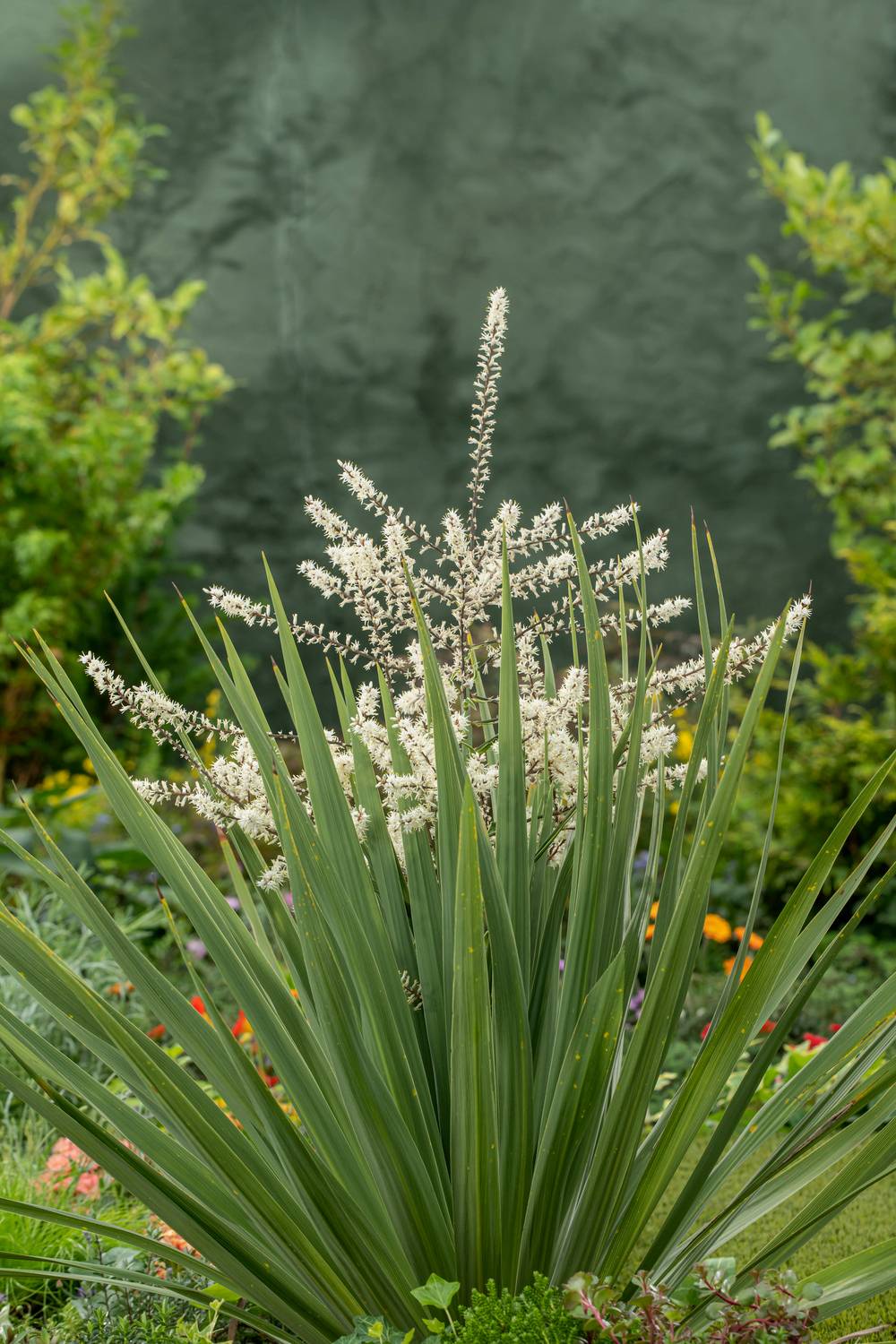Cordyline australis