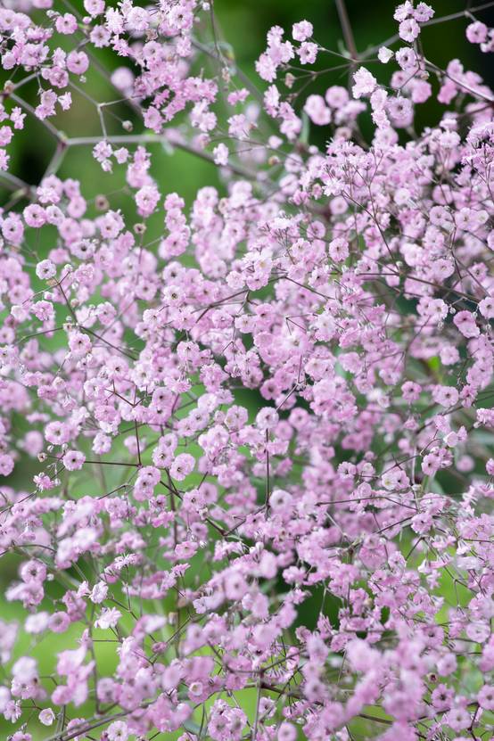 Gypsophila paniculata 'Pink Festival' - Gypsophile bouillard