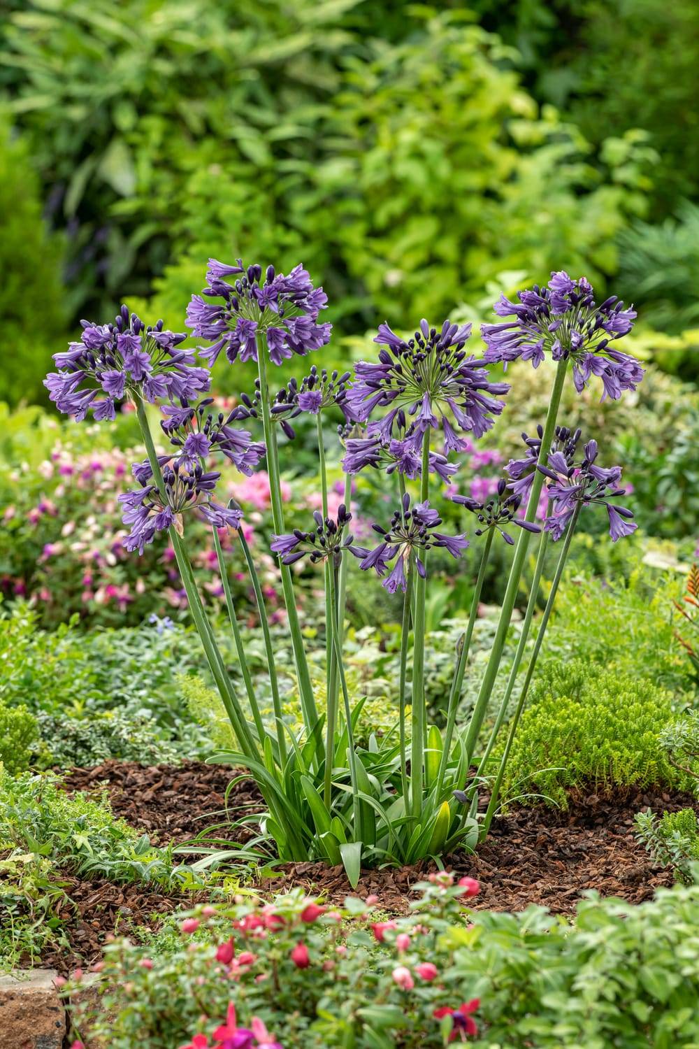 Agapanthus 'Megan's Mauve' - Agapanthe