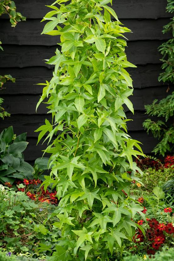 Liquidambar 'Slender Silhouette'