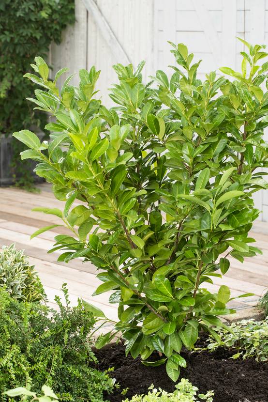PRUNUS laurocerasus 'Rotundifolia' HVE 60/80 C10L